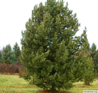 Сосна кедровая фото красовский-сад.рф