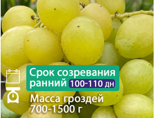 Славный (*новая технология) 2-х летний