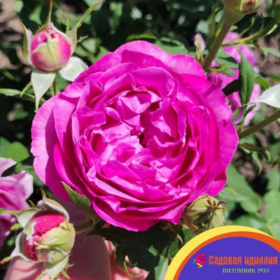 Кармен Вюрт (Karmen Wurth)