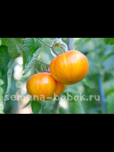 Томат План 9 из открытого космоса (Plan 9 from Outer Space), 10 шт.