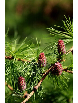 Лиственница японская