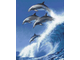 Дельфины на волне Ah08001 (алмазная мозаика)  mgm-msm-mri avmn