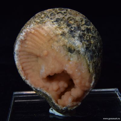 Родохрозит  в полости ракушки