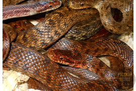 Полоз узорчатый, узорка, Elaphe dione