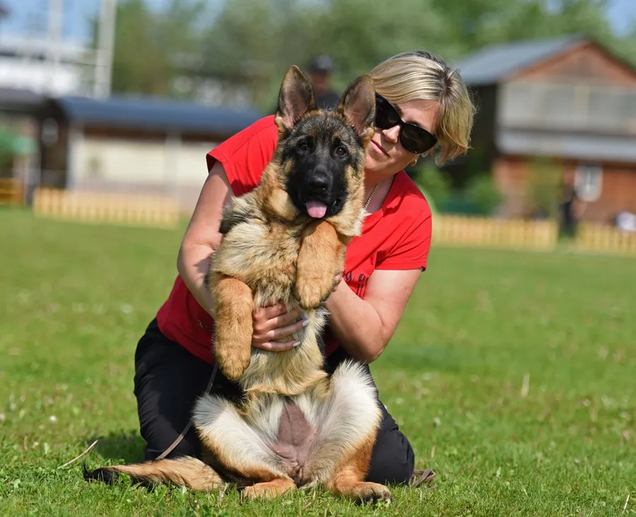 монопородная выставка г. Бронницы 28.05.2023 1 место эксперт Peter Firic (Сербия)