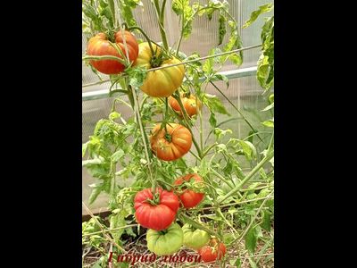 Томат Гибрид любви