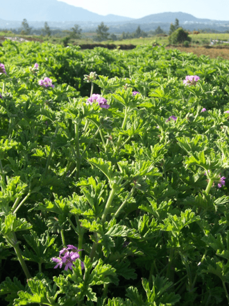 Герань бурбон (Pelargonium graveolens), Мадагаскар (5 мл) - 100% натуральное эфирное масло