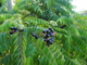 Карри листьев (Murraya koenigii) - 100% натуральное эфирное масло