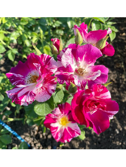 Роза Перпл Сплэш (Purple Splash)