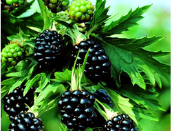 декоративная ежевика