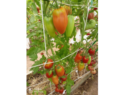 Томат Наследие Кати Мазотти