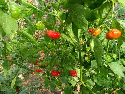 Перец острый Бразильская морская звезда (Red Brazilian Starfish)