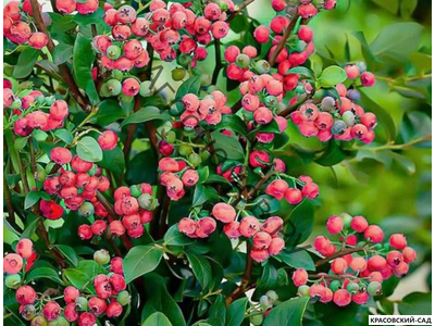 Голубика Пинк Лемонейд - Pink Lemonade