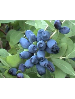 жимолость лазурная