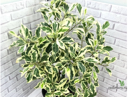 Ficus retusa Nitida Hawaii / фикус ретуза нитида гавайи