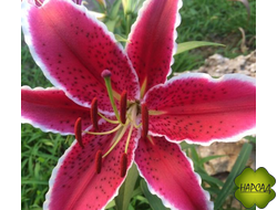 ЛИЛИЯ "РЕД АЙС" (ВОСТОЧНЫЙ ГИБРИД)