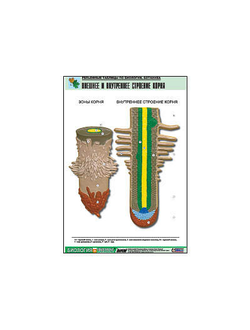 Рельефная таблица "Внешнее и внутреннее строение корня" (формат А1, матовое ламинир.)