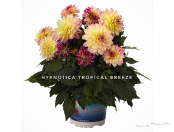 Георгин Hypnotica Tropical Breeze в горшке 1л