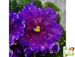 Nik-Сокровище Каравана (Н. Булко) 2022 г.