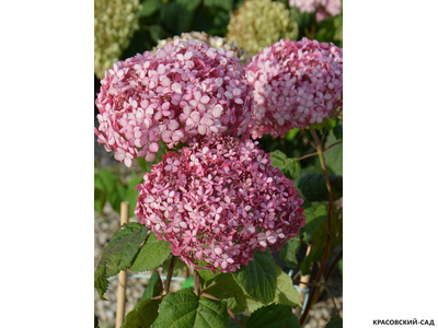 Гортензия древовидная Пинк Аннабель