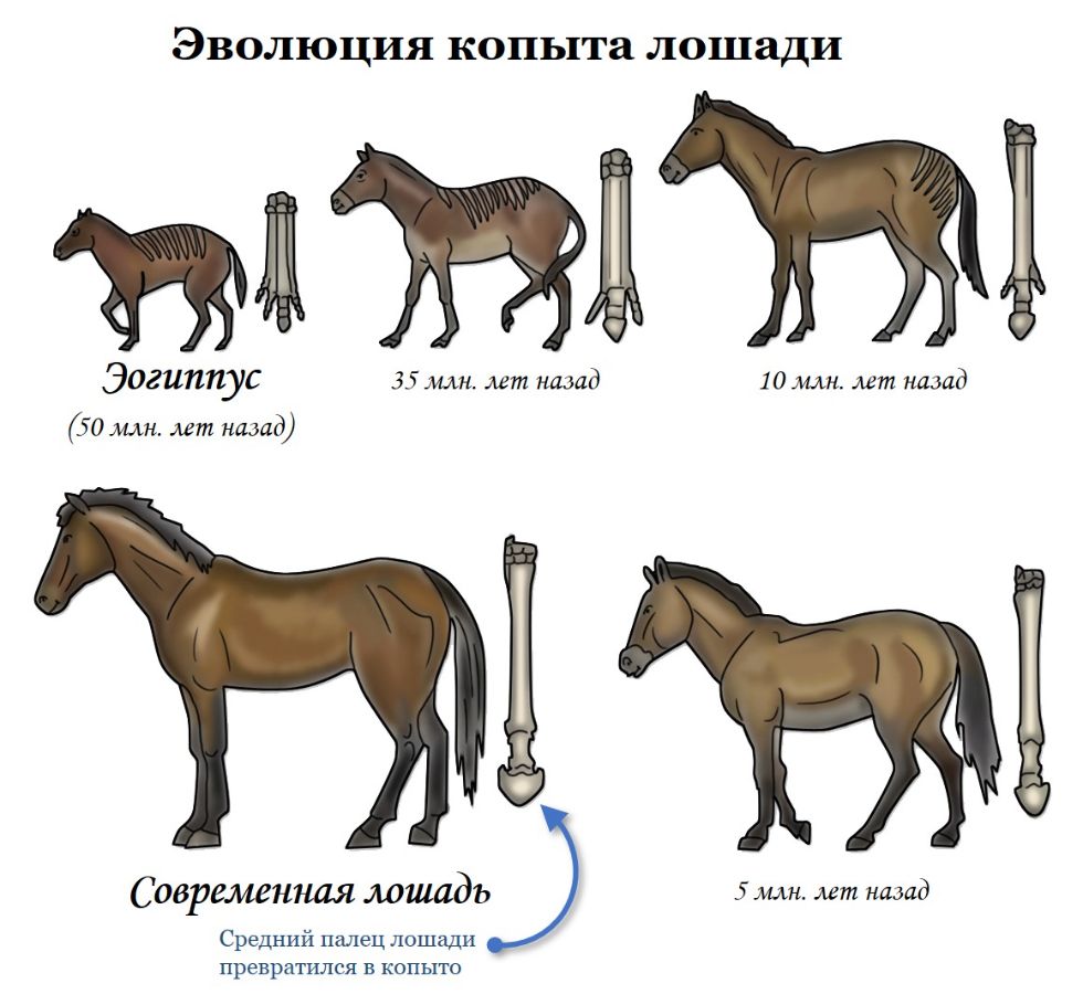 Где произошли лошади. Плиогиппус предок лошади. Эогиппус предок лошади. Эволюция лошади. Прародитель лошади.