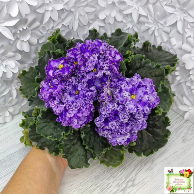 АВ-Озерная Фея (Фиалковод) 2017 г.