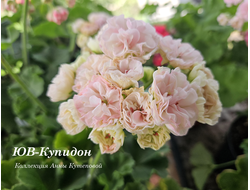 Пеларгония ЮВ_Купидон