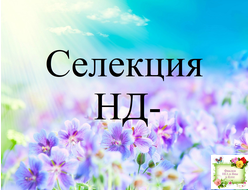 Селекция НД- Наталья Данилова-Суворова, стандарты (листья срез)