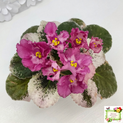 Aftershock (P. Sorano)