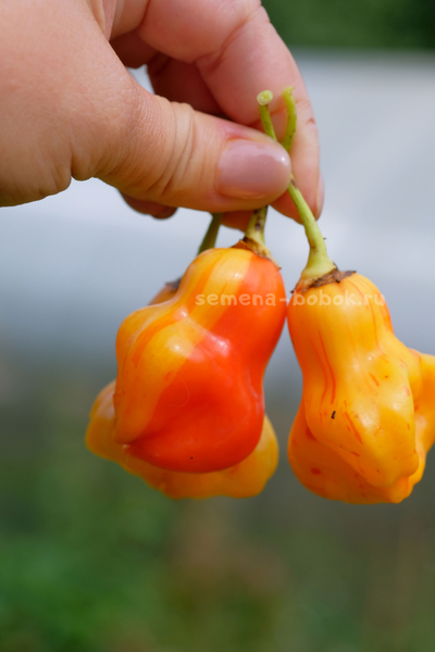 Перец острый Zebrange (Зебранж), 10 шт