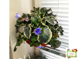 Senk's Try the Decaf (R. Follett/D. Senk) (9872) 01/30/2008 трейлер