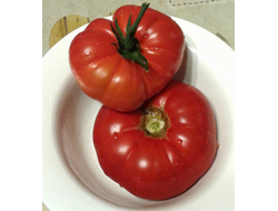 Семена томата Куострале