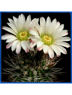 Acanthocalycium klimpelianum P 91