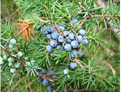 Можжевельник обыкновенный (Juniperus communis)(ягоды) (5 мл)  - 100% натуральное эфирное масло