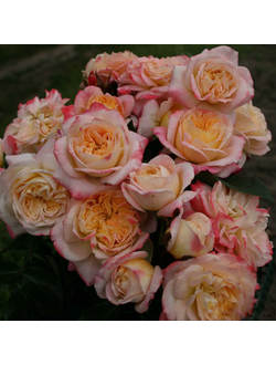 Конкорд (Concorde)