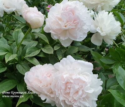 Пион Nancy Nora (Нэнси Нора)