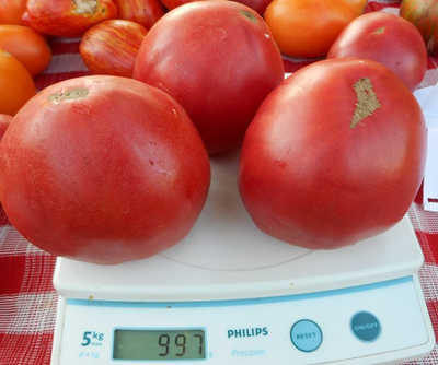 Томат Минусинские сердцевидные