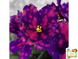 РС-Метагалактика (С. Репкина) 2018 г.