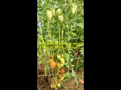 Томат Бронзовое сердце ангела (Bronze heart of Angel)