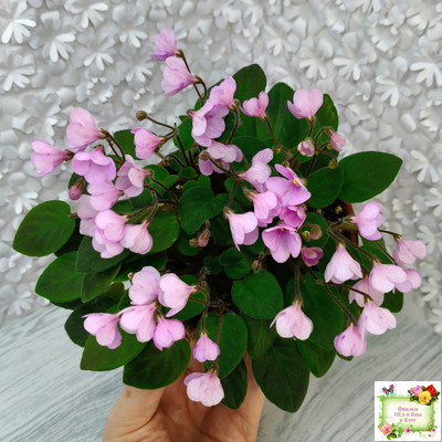 Flashy Trail (H.Pittman) TX Hyb трейлер