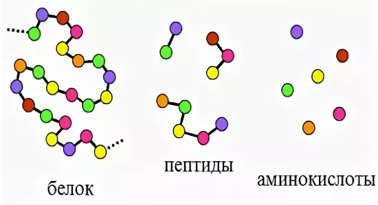 Пептиды Хавинсона