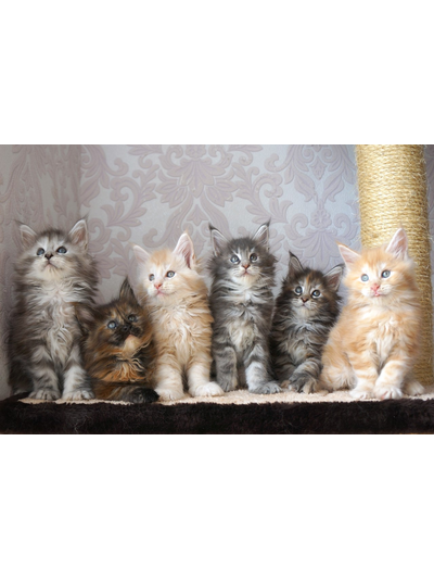 №145 Домик для кошки Мега  +