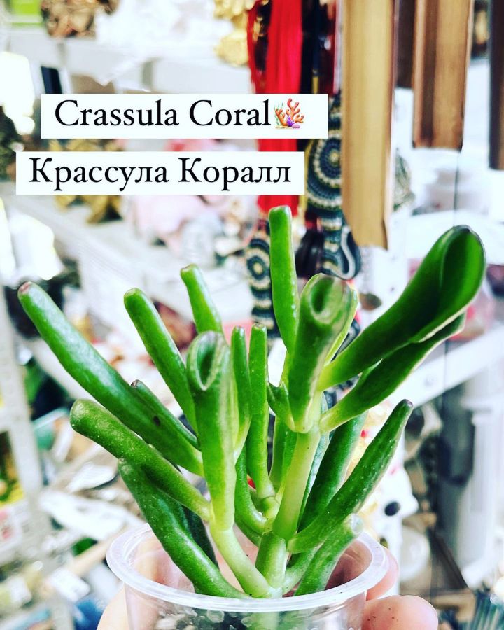 Крассула Коралл Crassula Ovata Coral