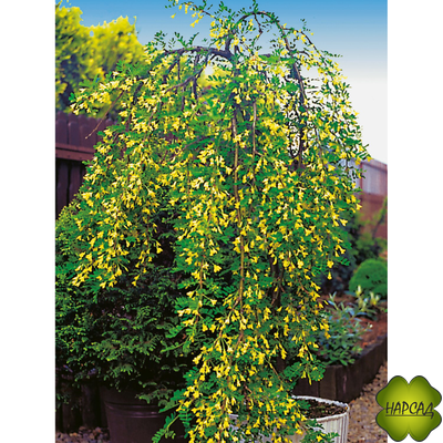 КАРАГАНА ДРЕВОВИДНАЯ (АКАЦИЯ) НА ШТАМБЕ 1,6 м