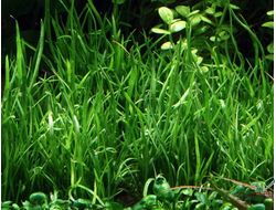 Лилеопсис маврикийский (пластиковый горшок)