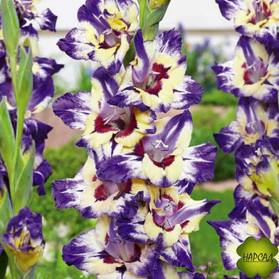 ЛУКОВИЦЫ ГЛАДИОЛУСОВ В АССОРТИМЕНТЕ КРУПНЫЙ РАЗБОР (В НАЛИЧИИ С 1 МАРТА 2024)