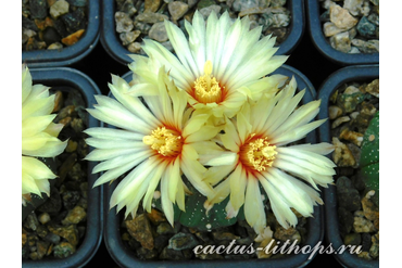 Astrophytum asterias f. Rio Grande City