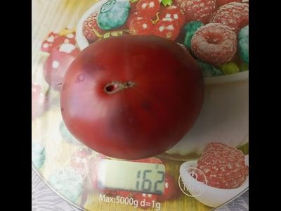 Томат Королевский фиолетовый (Royal Purple)