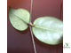 Hoya sp. DT-2, Cheingmai, Big leaves, White flower