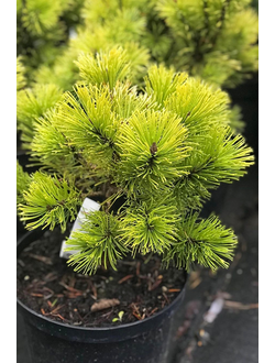 Сосна горная Ophir